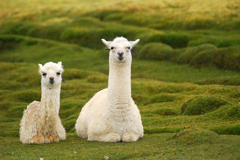 Laura i Astronom_super-36.JPG - Pocztówka z Boliwii. (Zdjęcie: Laura i Astronom)